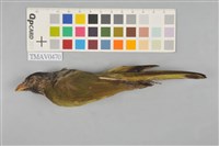 藏品(白環鸚嘴鵯)的圖片